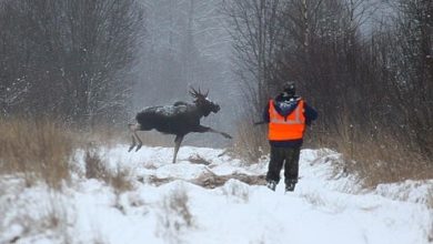Photo of Приглашаем на охоту на лося и зимнюю рыбалку