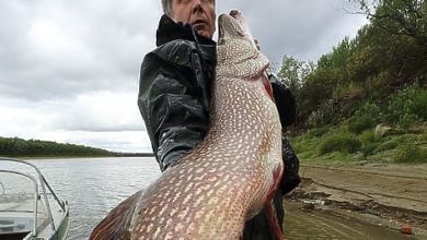 Photo of Щучьи бревна
