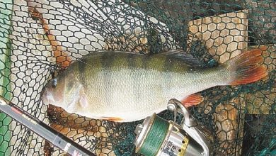 Photo of На реку за окунями