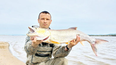 Photo of Охота на желтощека