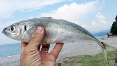Photo of С удочкой по побережью Крыма